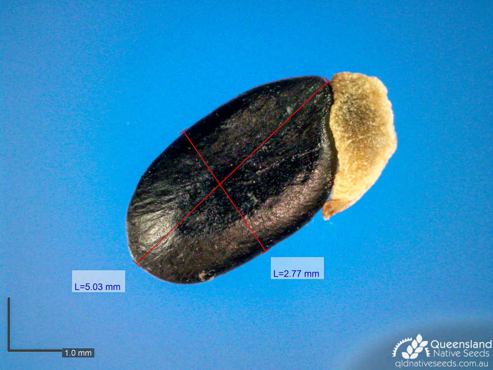 Acacia conferta | microscope | Queensland Native Seeds