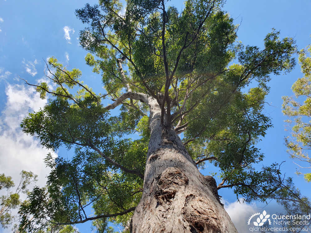 Eucalyptus acmenoides | trunk, canopy | Queensland Native Seeds