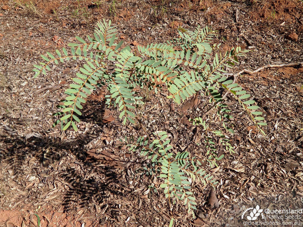 Senna pleurocarpa | juvenile form | Queensland Native Seeds
