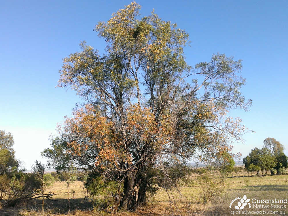 Ventilago viminalis | habit | Queensland Native Seeds