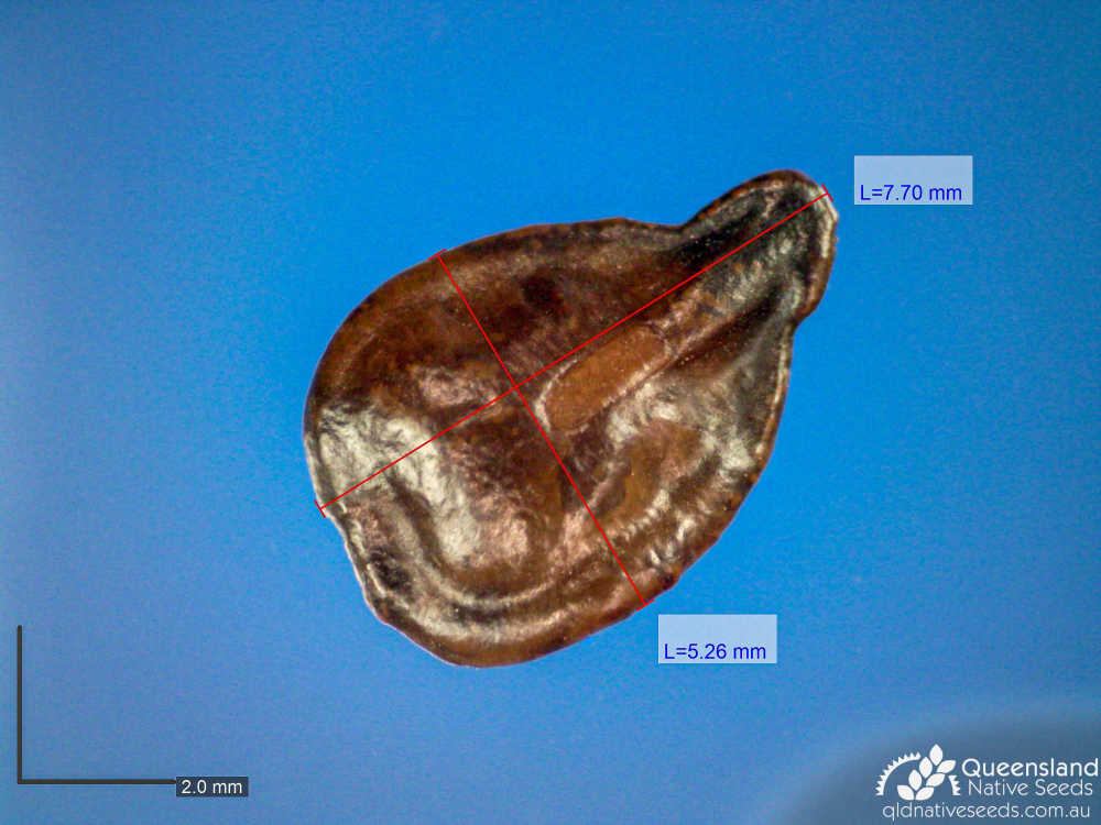 Senna artemisioides subsp. helmsii  | microscope | Queensland Native Seeds