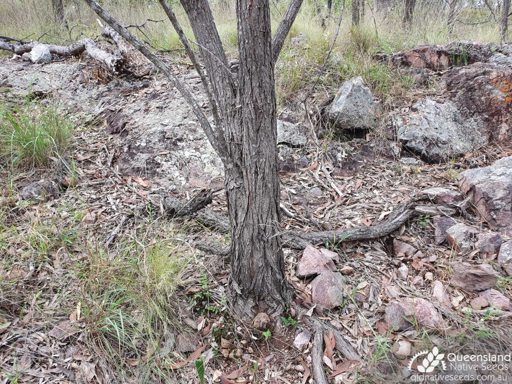 Acacia grandifolia | bark, trunk | Queensland Native Seeds