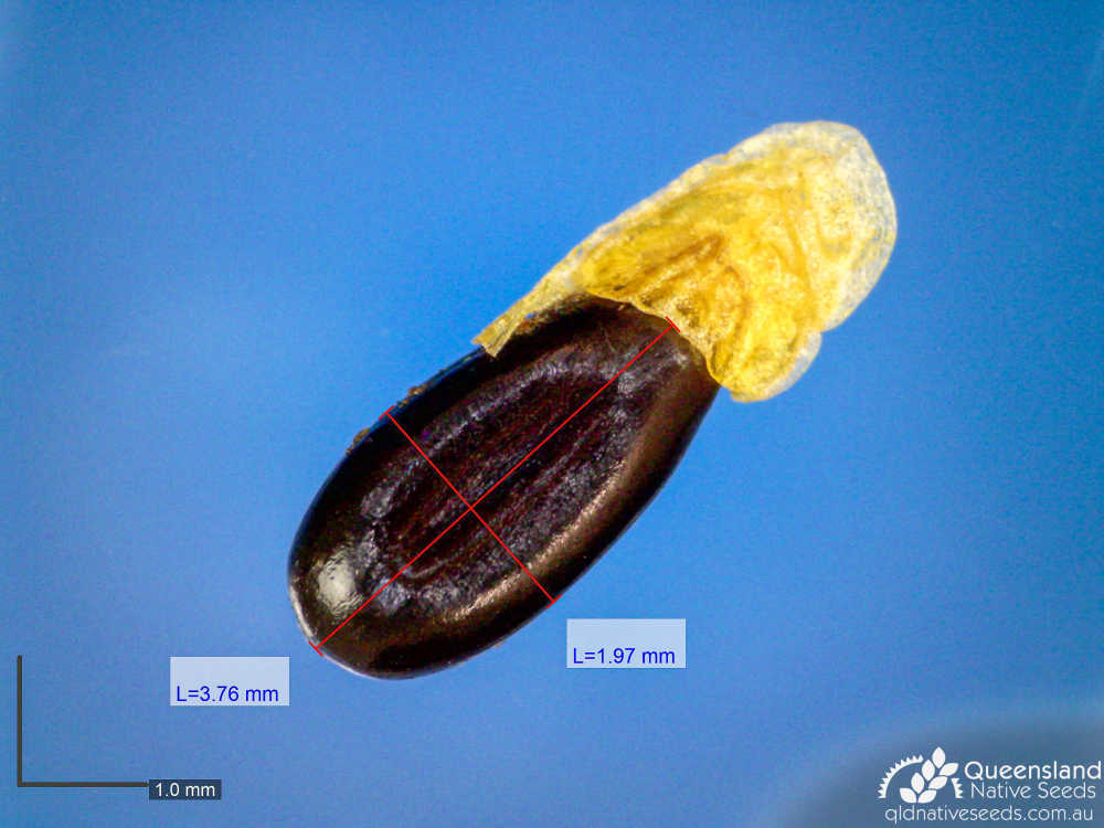 Acacia cowleana | microscope | Queensland Native Seeds