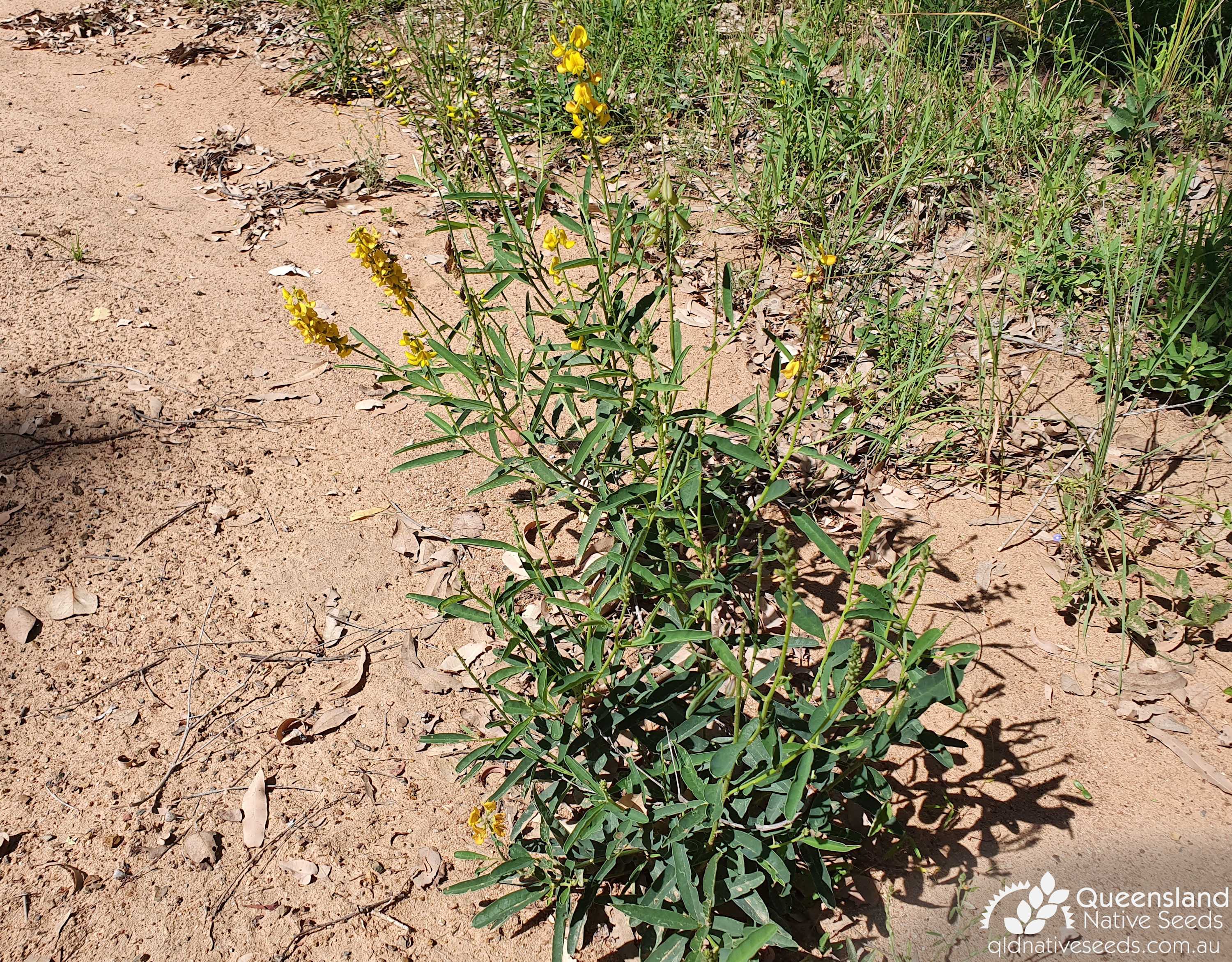 Crotalaria mitchellii subsp. laevis - Plant Profiles - Queensland ...