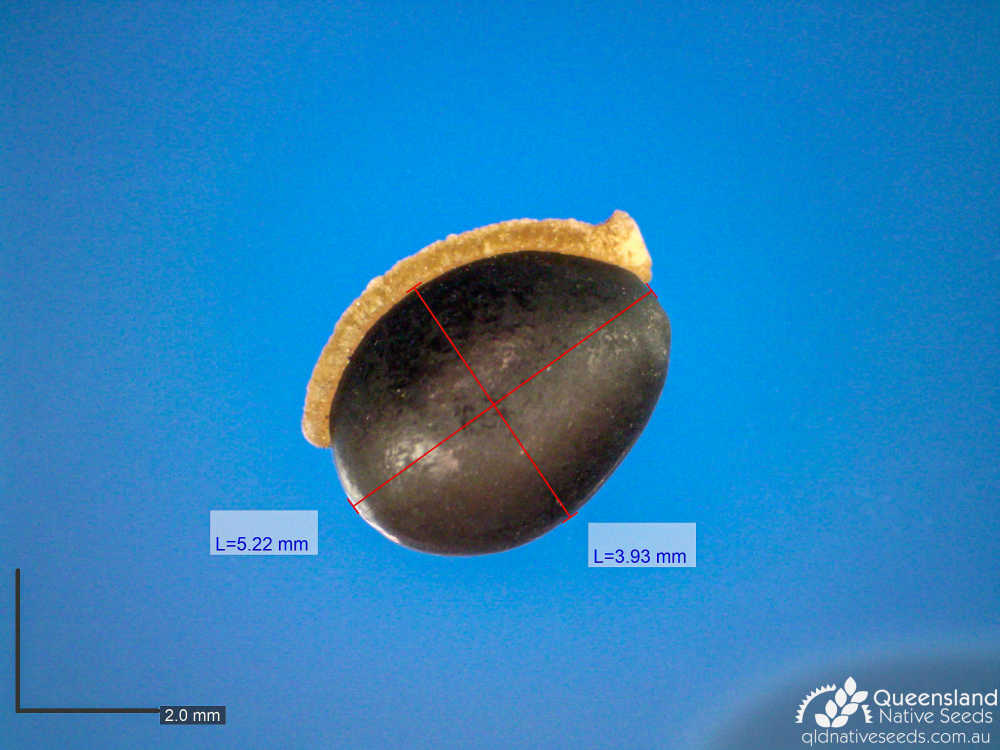 Hovea acutifolia | microscope | Queensland Native Seeds