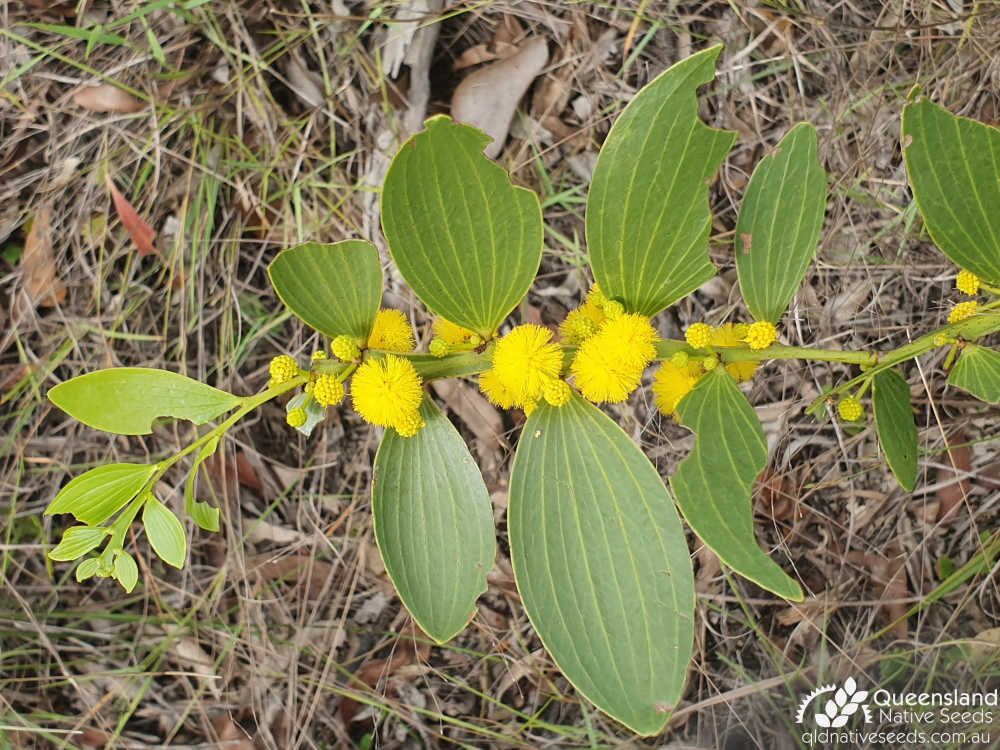Acacia complanata | inflorescence, phyllodes | Queensland Native Seeds