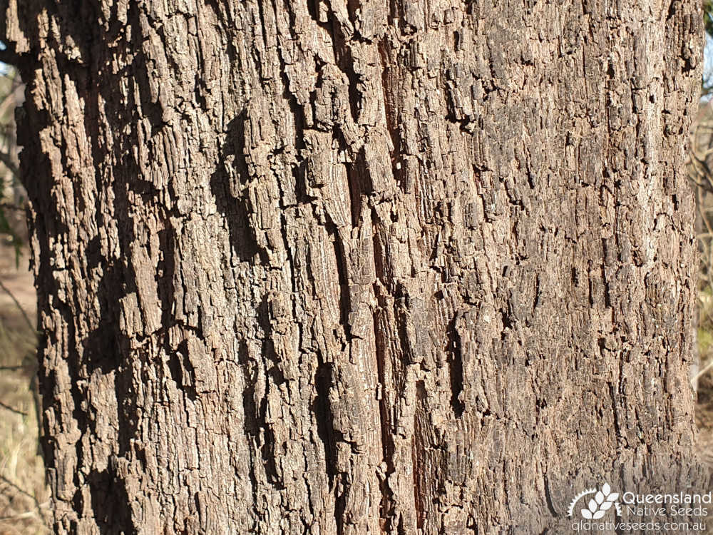 Allocasuarina leuhmannii | bark | Queensland Native Seeds