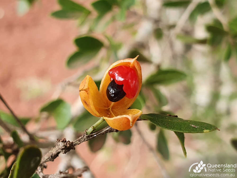Denhamia parvifolia | fruit, seed | Queensland Native Seeds