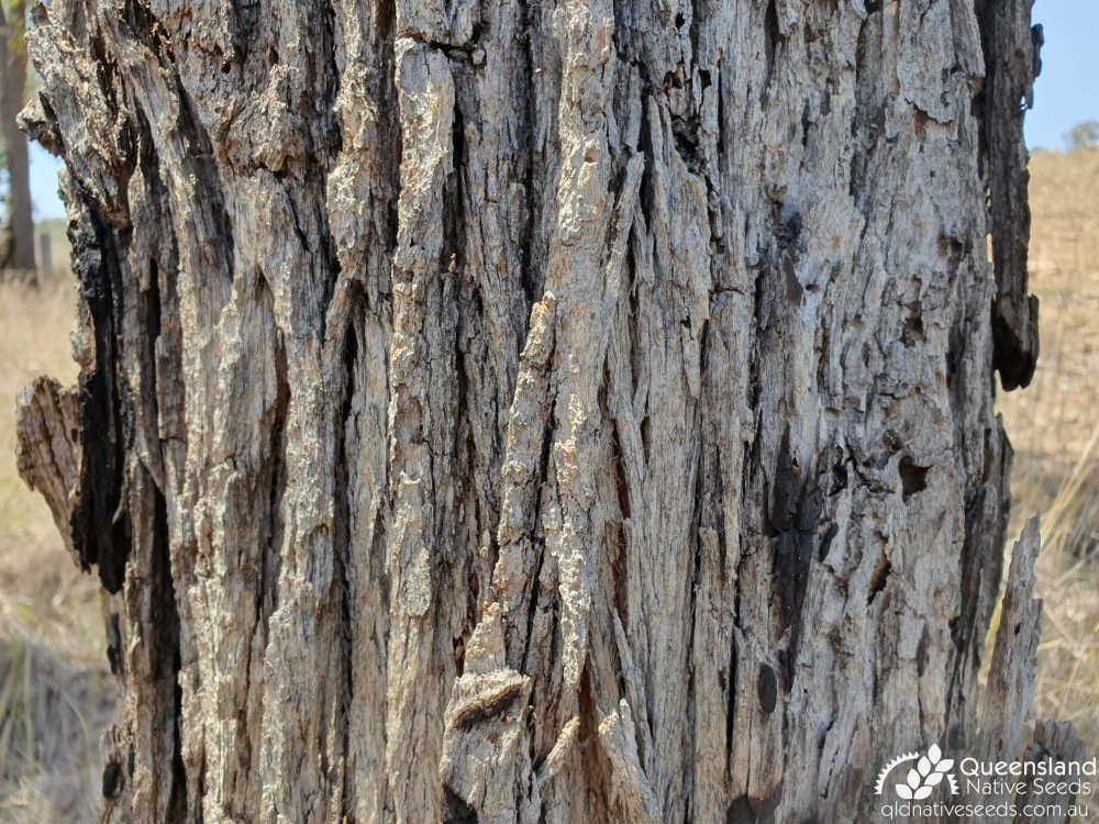Angophora floribunda | bark | Queensland Native Seeds