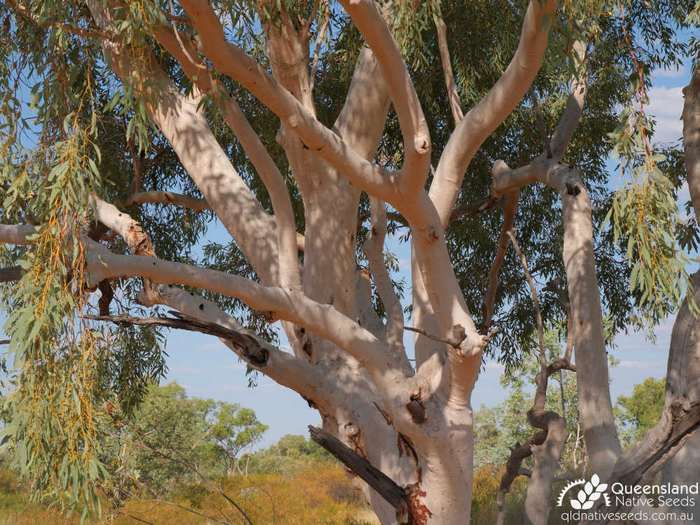 Eucalyptus leucophloia subsp. euroa | upper trunk | Queensland Native Seeds