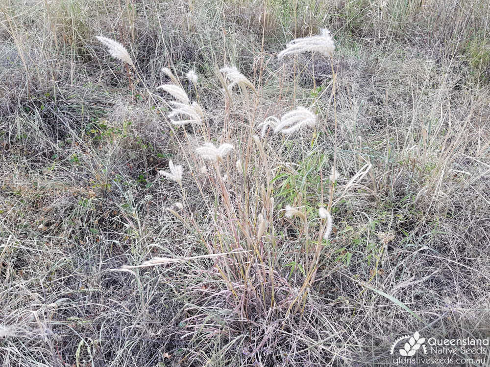 Bothriochloa erianthoides | habit | Queensland Native Seeds
