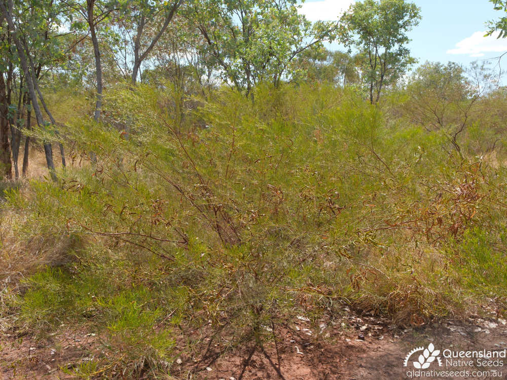 Acacia chisholmii | habit | Queensland Native Seeds
