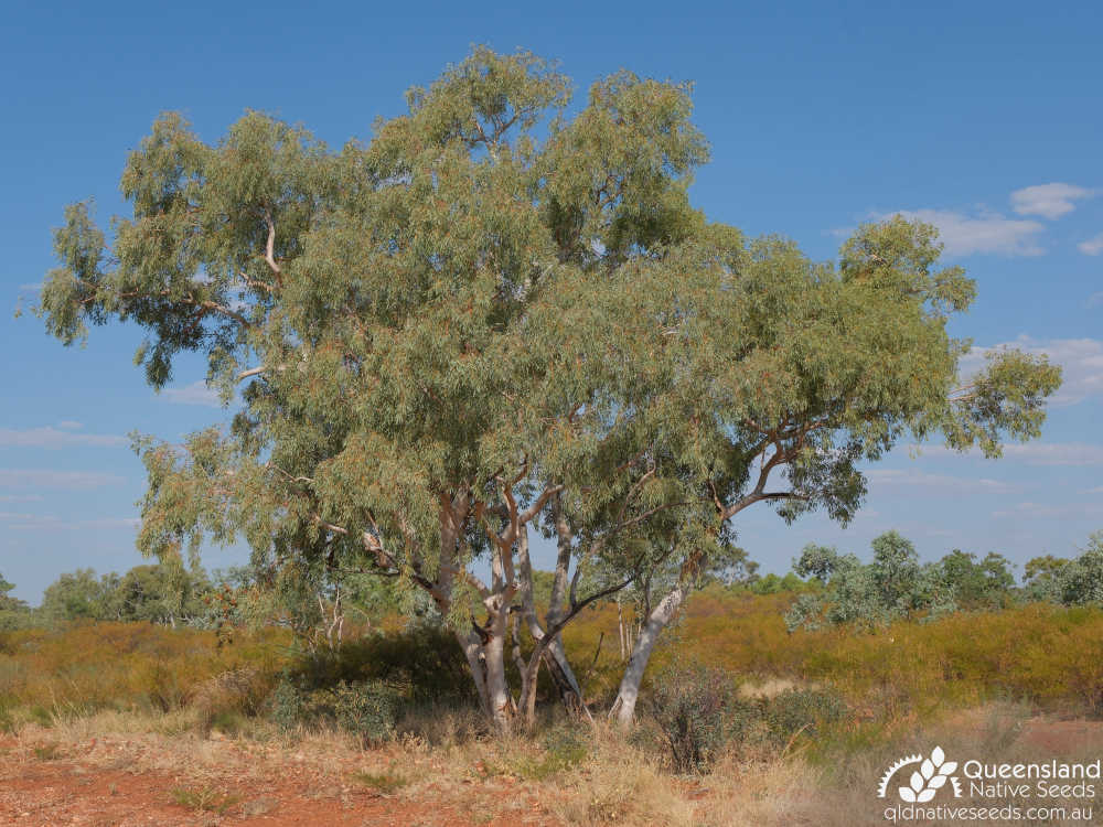 Eucalyptus leucophloia subsp. euroa | habit, habitat | Queensland Native Seeds