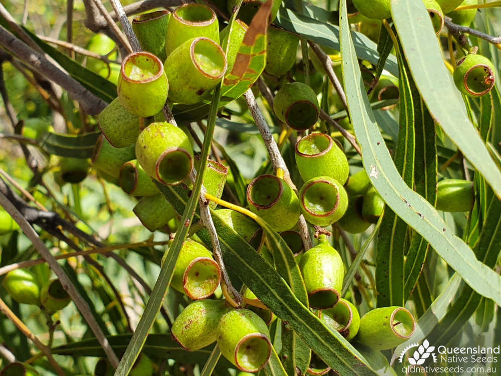 Corymbia tessellaris | fruit | Queensland Native Seeds