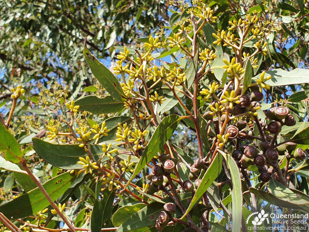 Eucalyptus latisinensis | buds | Queensland Native Seeds