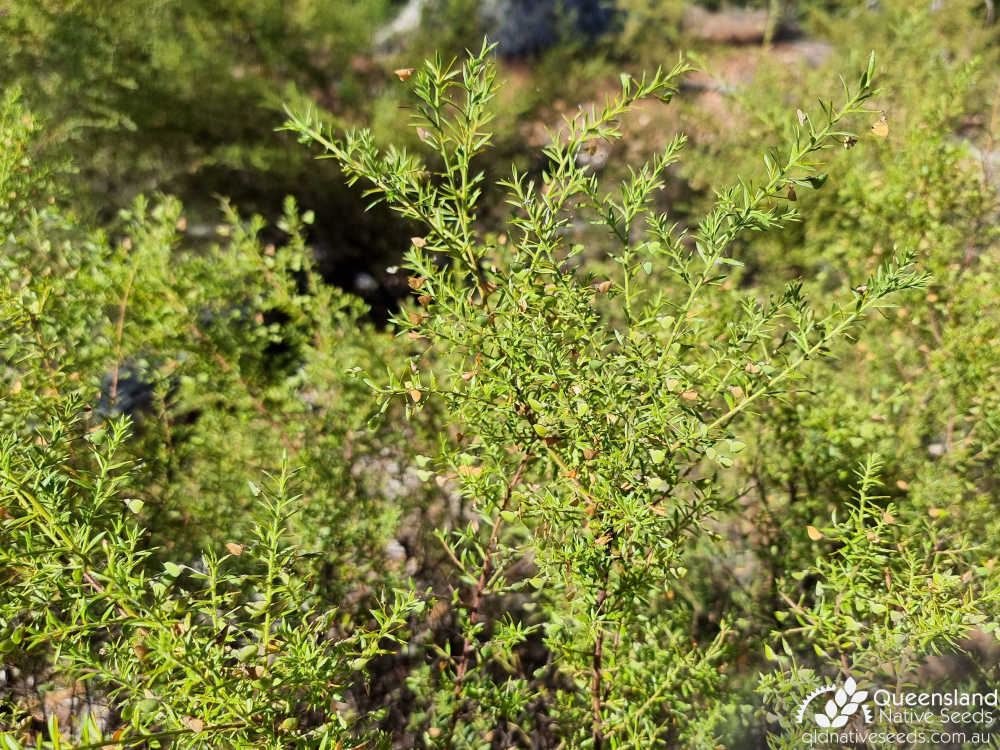 Daviesia filipes | leaves, fruit | Queensland Native Seeds