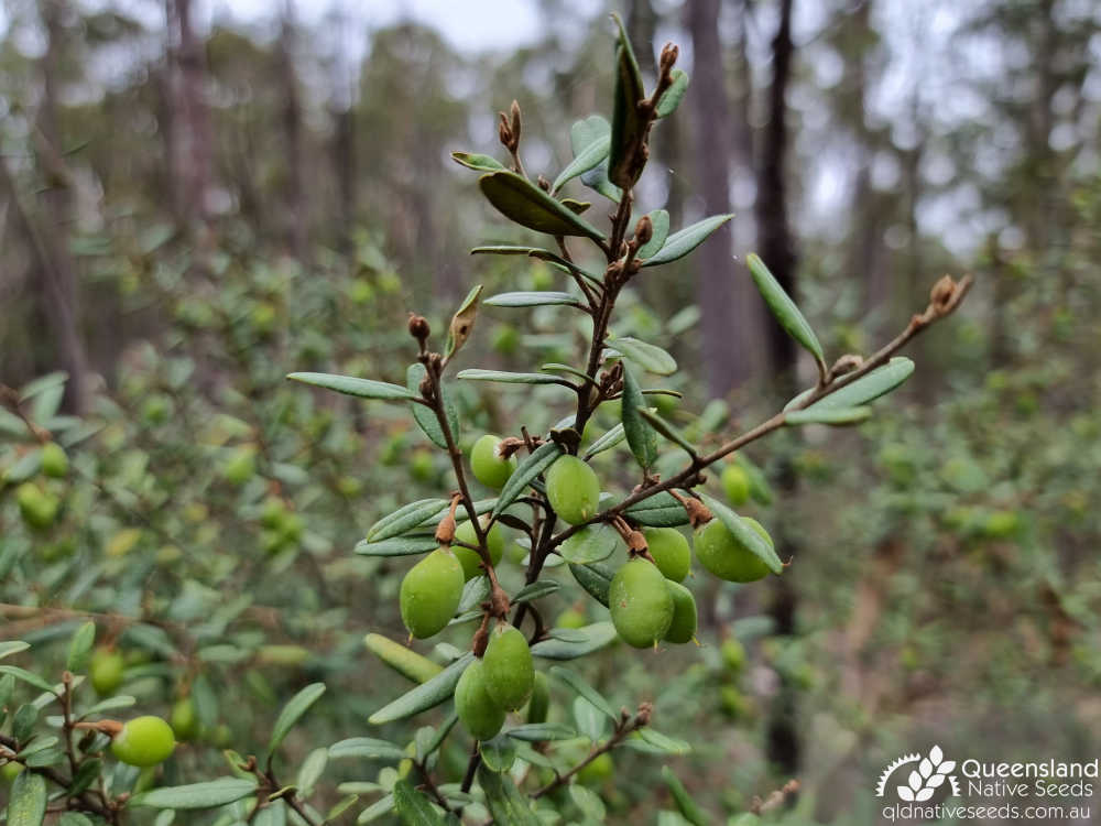 Hovea longipes | leaf, fruit | Queensland Native Seeds
