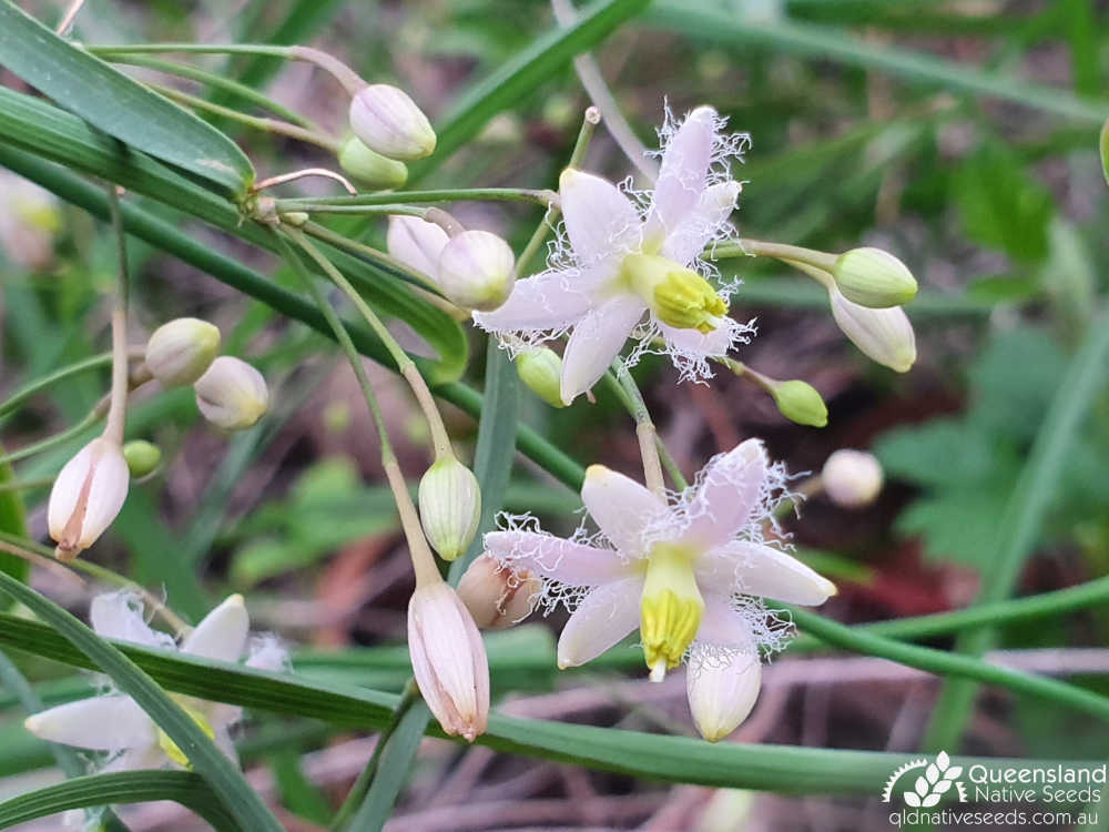 Eustrephus latifolius | inflorescence | Queensland Native Seeds