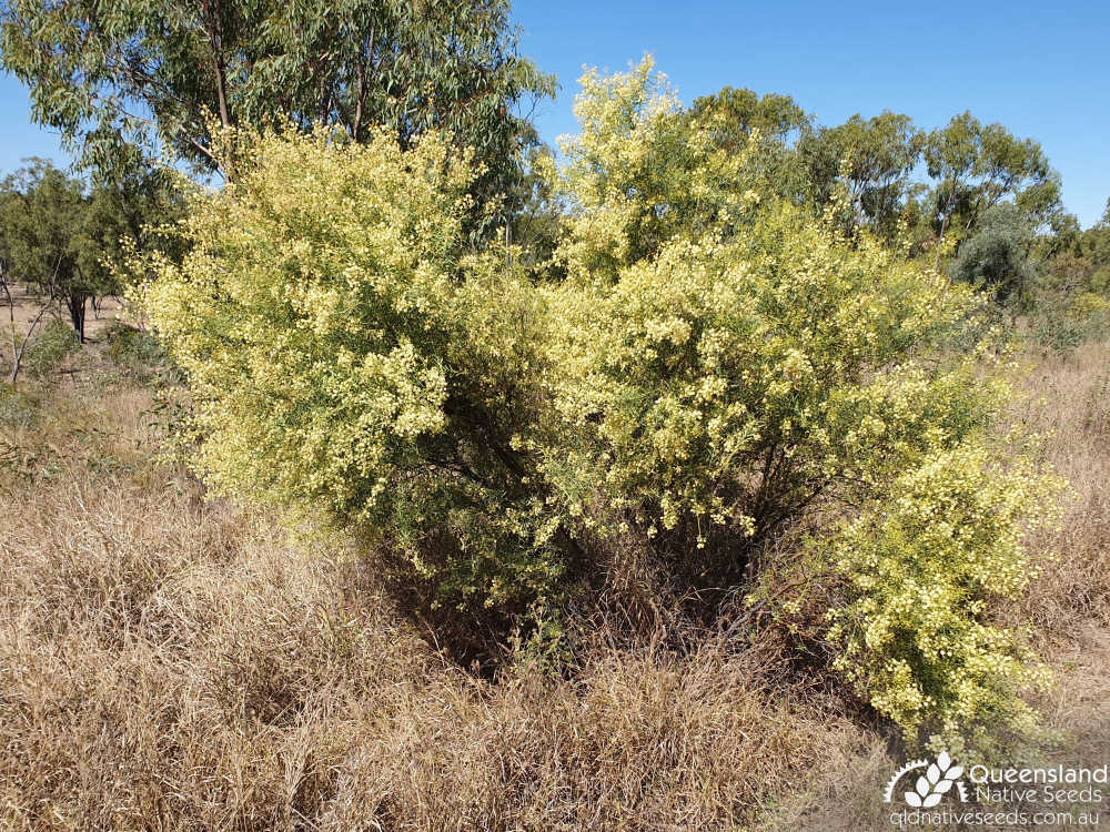 Acacia victoriae | habit | Queensland Native Seeds