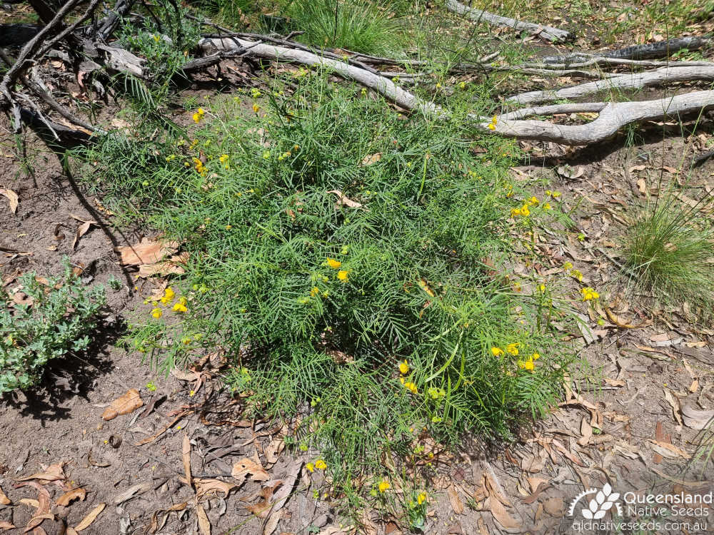 Senna aciphylla  | habit | Queensland Native Seeds