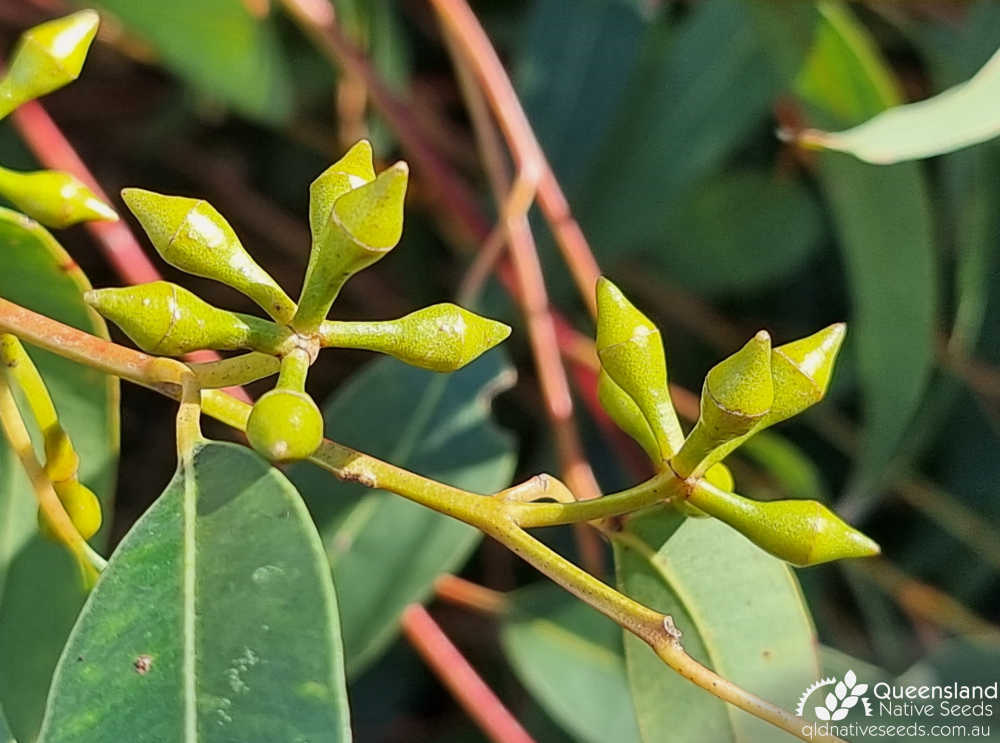 Eucalyptus punctata | buds | Queensland Native Seeds