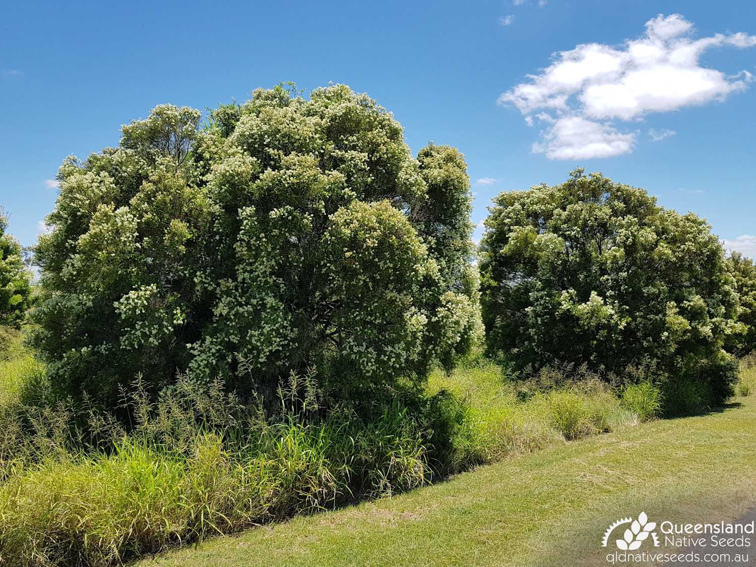 Melaleuca bracteata "Black TeaTree" Plant Profiles Queensland