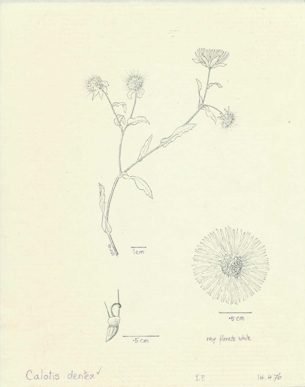 Calotis dentex | Calotis dentex, depiction by Sylvia Seiler, Killara, West Boondooma | Queensland Native Seeds