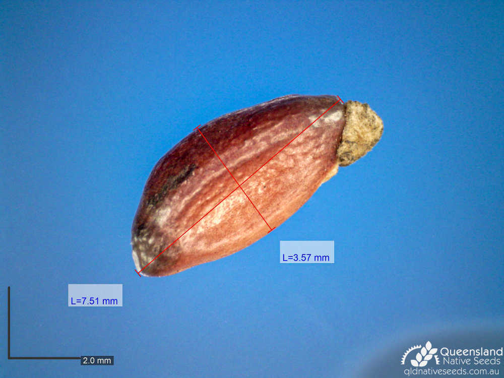 Petalostigma pubescens | microscope | Queensland Native Seeds