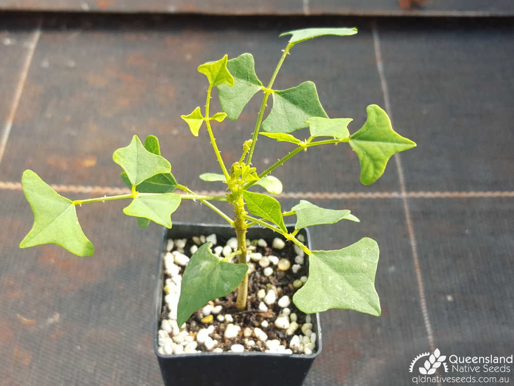 Erythrina vespertilio | seedling | Queensland Native Seeds