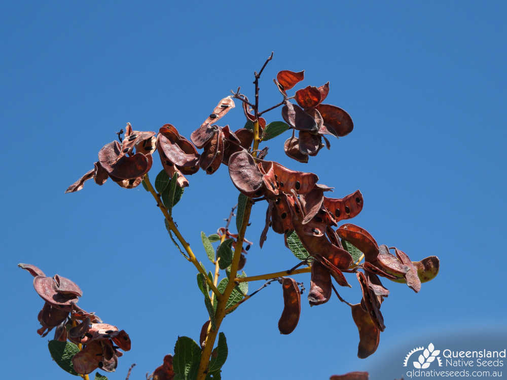 Acacia retivenea subsp. retivenea | pod, seed, phyllode | Queensland Native Seeds