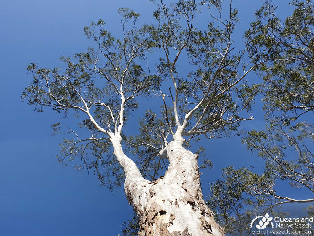 Eucalyptus tereticornis | trunk, canopy | Queensland Native Seeds
