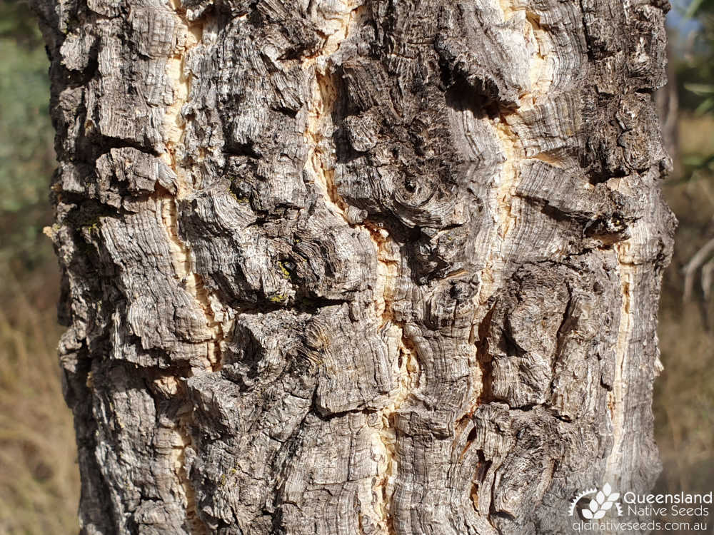 Vachellia bidwillii | bark | Queensland Native Seeds