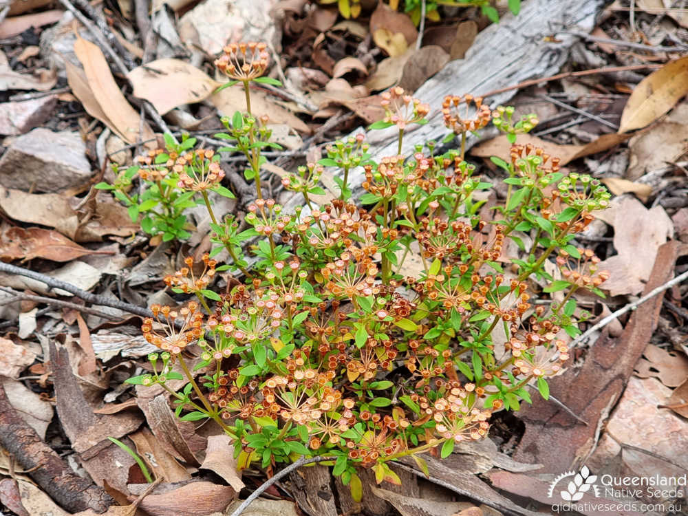 Pomax umbellata | habit | Queensland Native Seeds