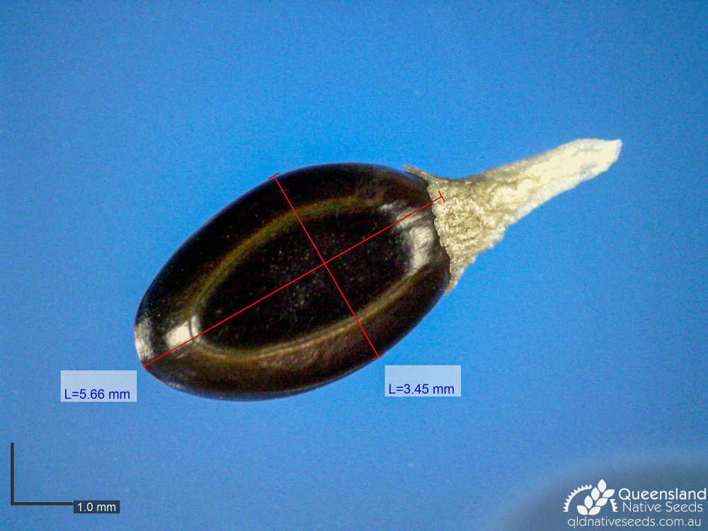 Acacia orthocarpa | microscope | Queensland Native Seeds