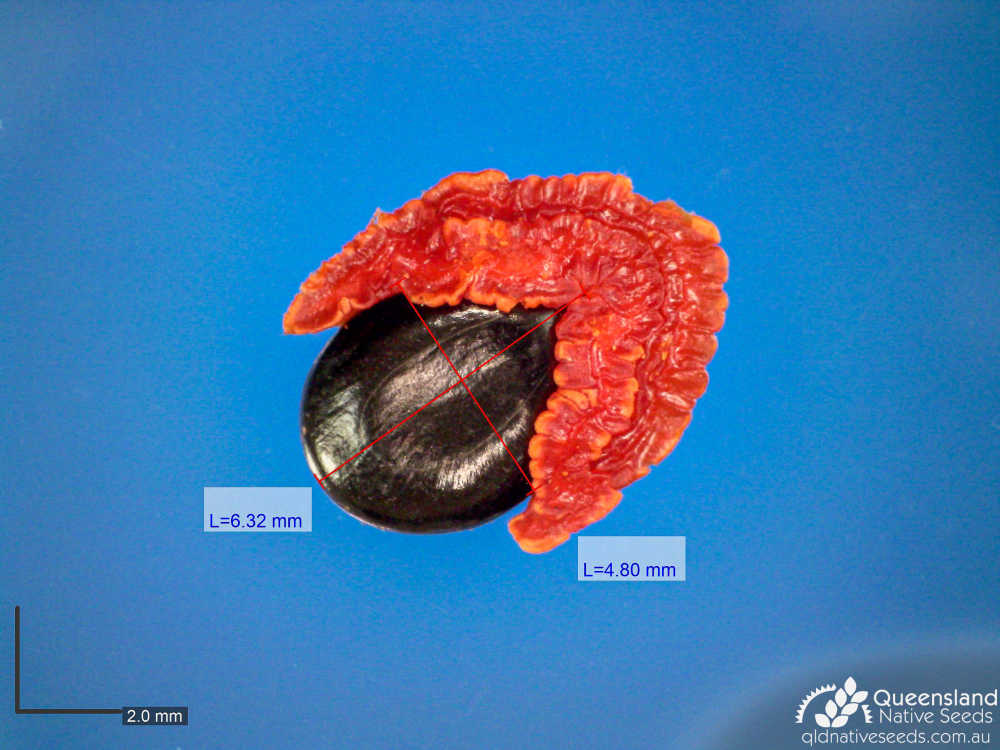 Acacia salicina | microscope | Queensland Native Seeds