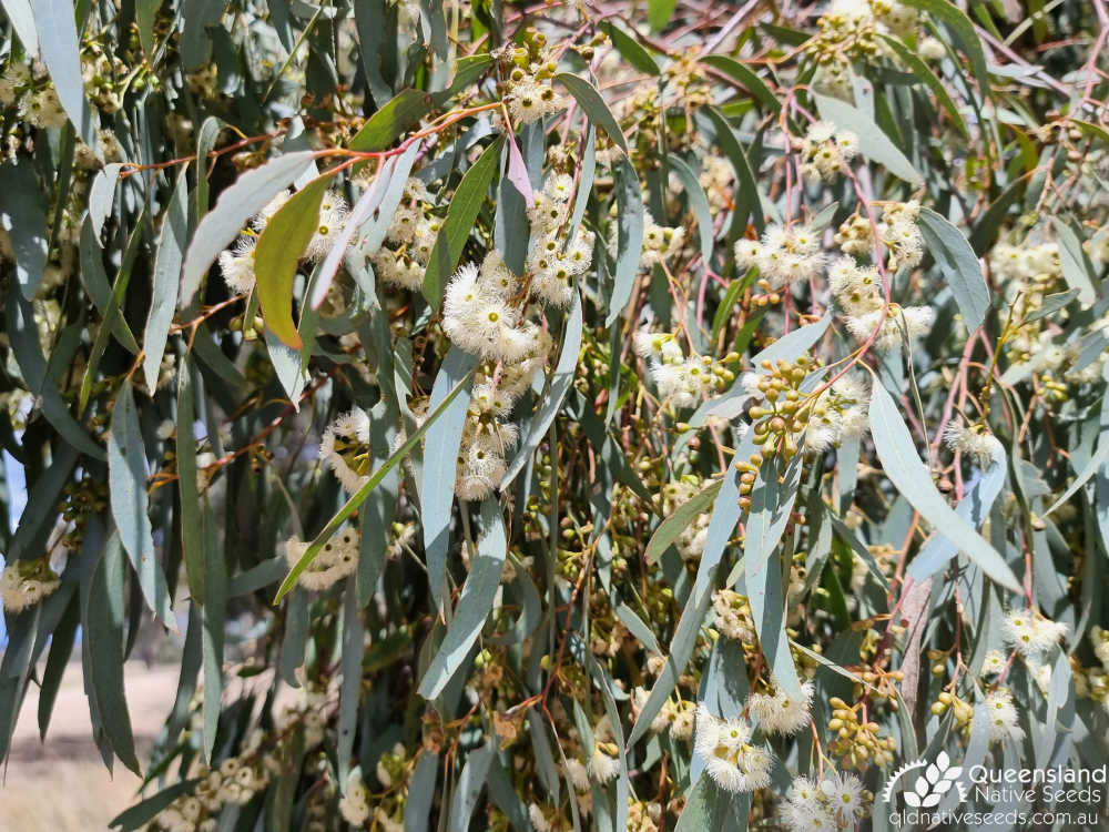 Eucalyptus melliodora | leaves, fruit, inflorescence | Queensland Native Seeds