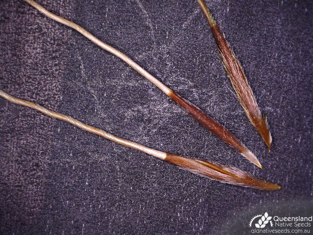 Chrysopogon fallax | seed | Queensland Native Seeds