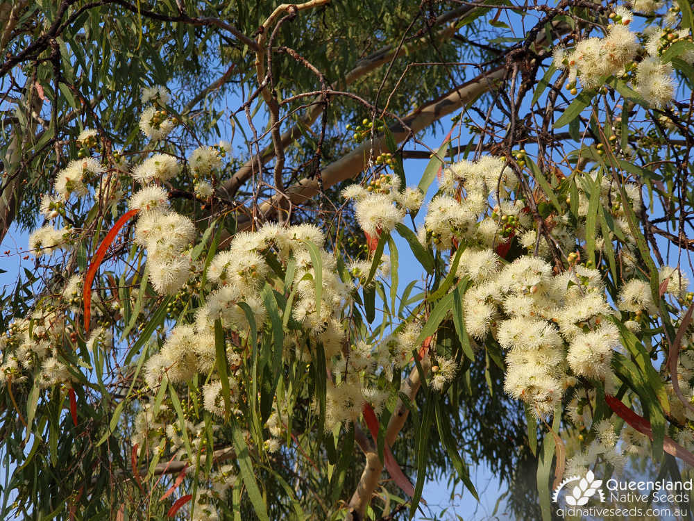 Corymbia tessellaris | inflorescence | Queensland Native Seeds
