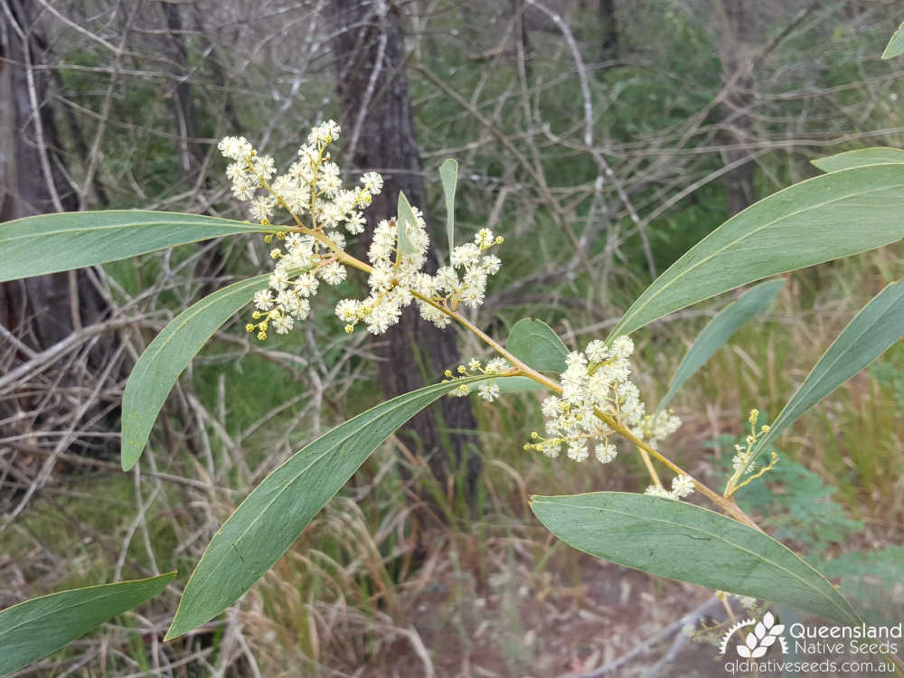 Acacia falcata | inflorescence, phyllode | Queensland Native Seeds
