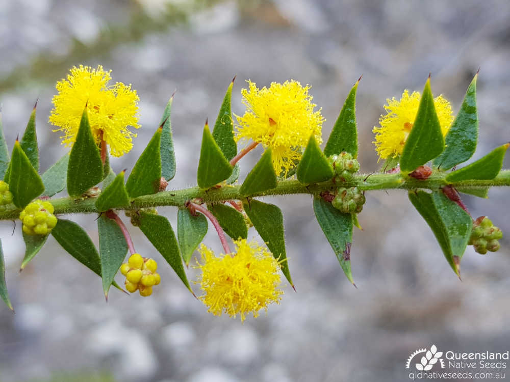 Acacia amblygona | inflorescence, phyllodes | Queensland Native Seeds