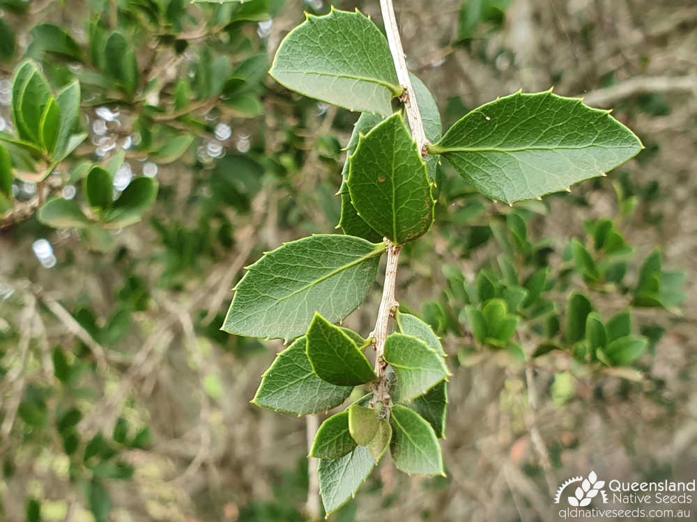 Denhamia parvifolia | terminal growth, leaves | Queensland Native Seeds