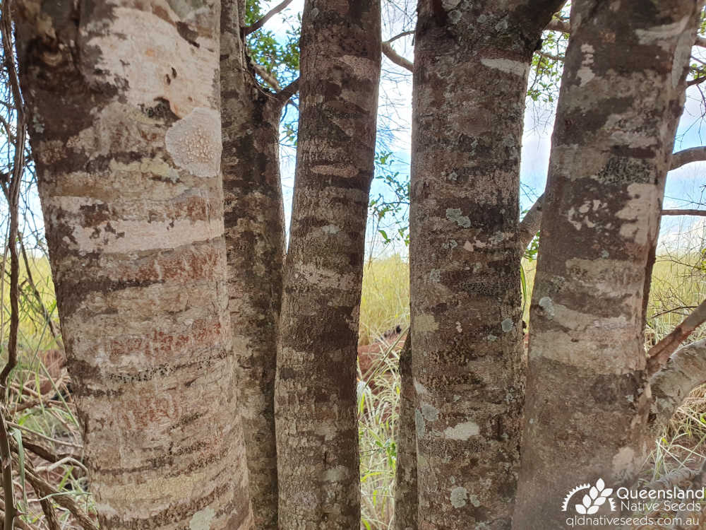 Denhamia parvifolia | trunk, bark | Queensland Native Seeds