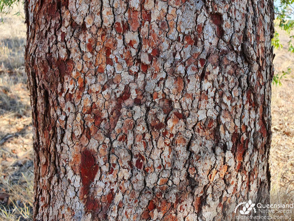 Corymbia erythrophloia | bark | Queensland Native Seeds