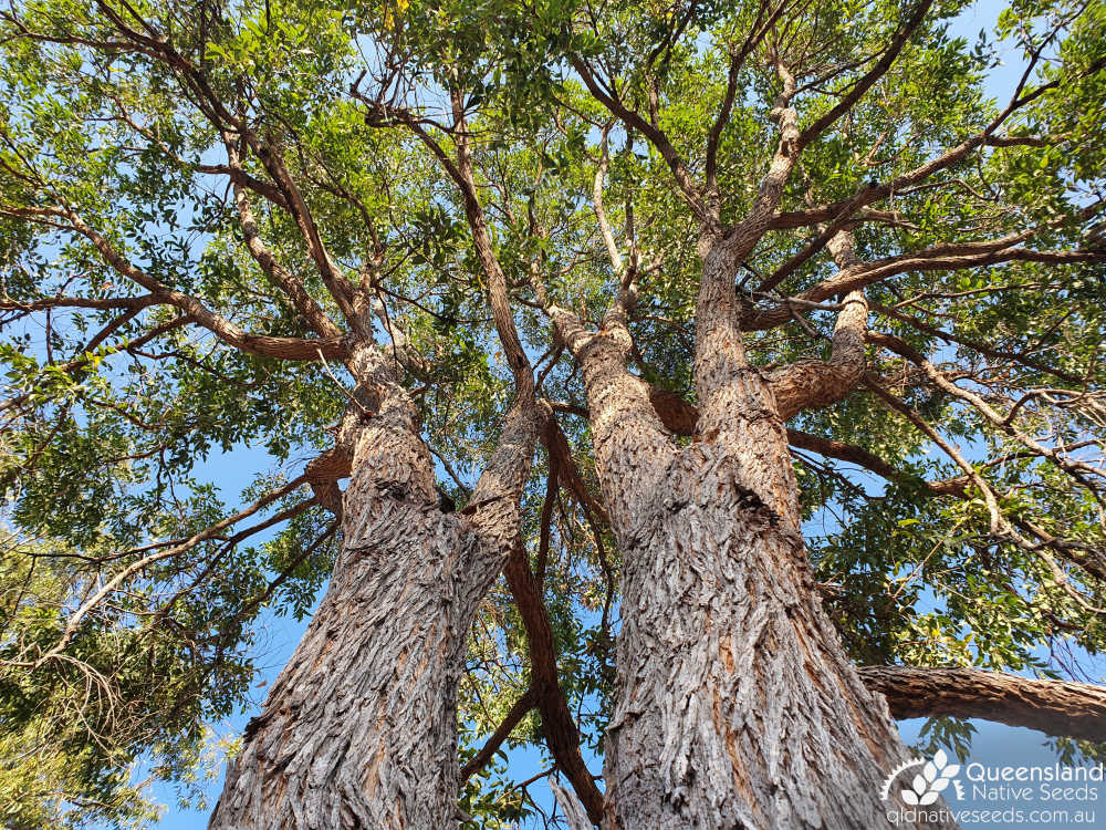 Angophora floribunda | bark, trunk canopy | Queensland Native Seeds