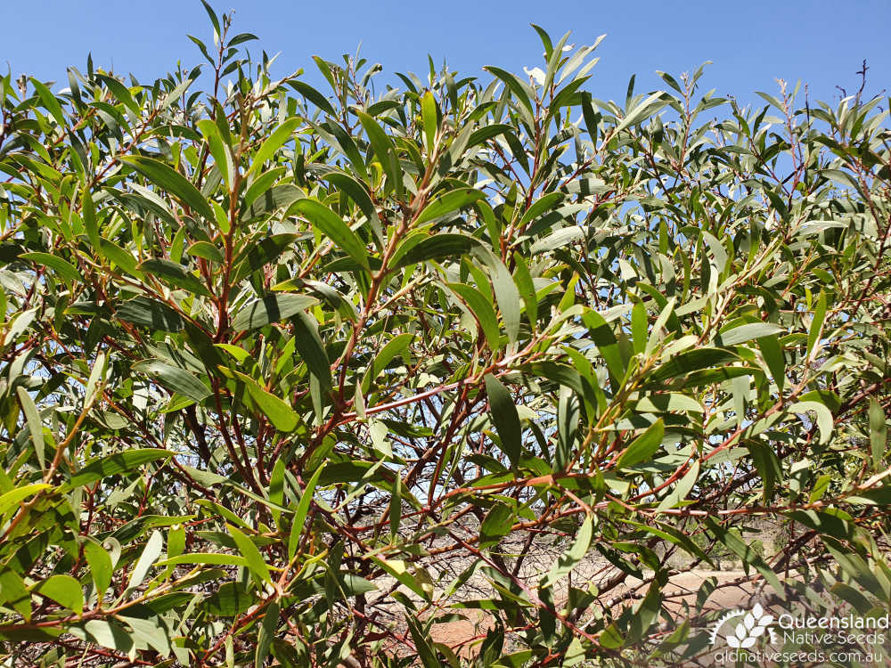 Acacia leiocalyx  | phyllodes | Queensland Native Seeds