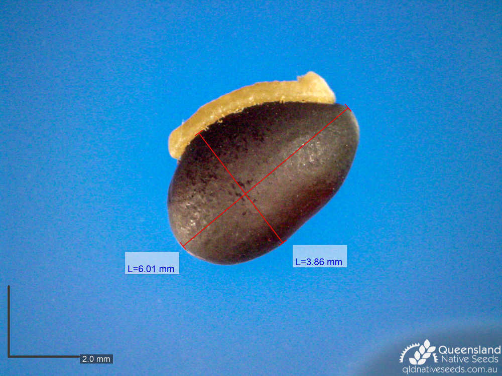 Hovea lorata | microscope | Queensland Native Seeds