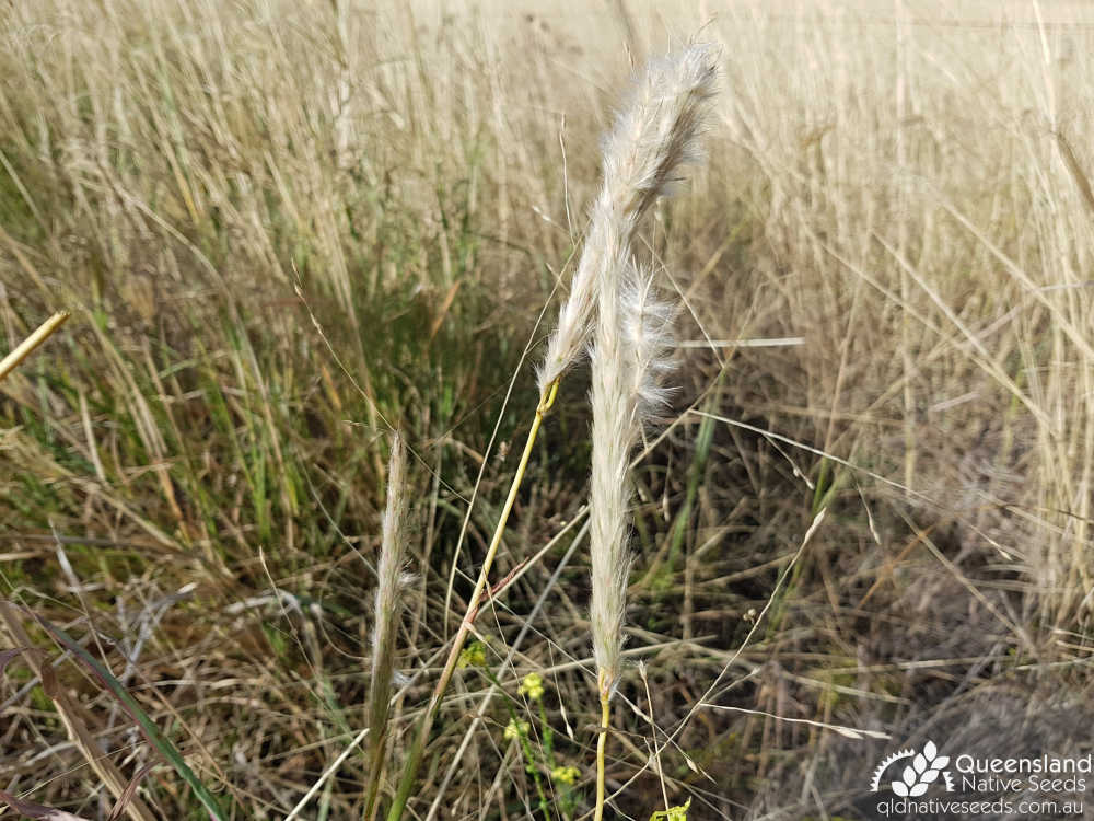 Bothriochloa erianthoides | inflorescence | Queensland Native Seeds