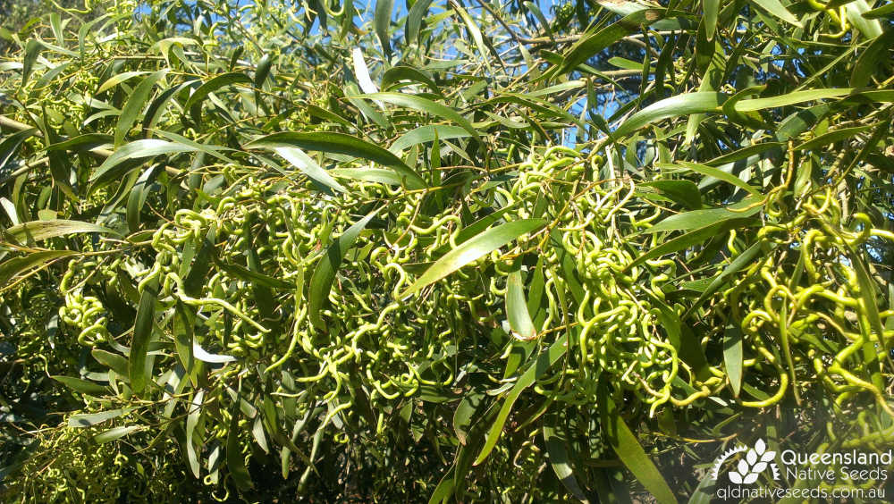 Acacia maidenii | fruit | Queensland Native Seeds