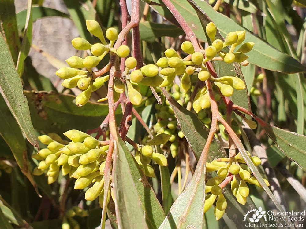 Eucalyptus thozetiana | bud | Queensland Native Seeds