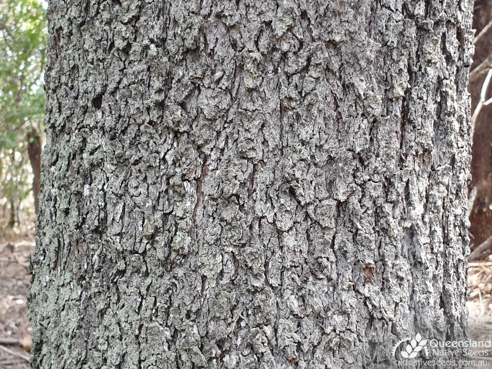 Casuarina cristata | bark | Queensland Native Seeds